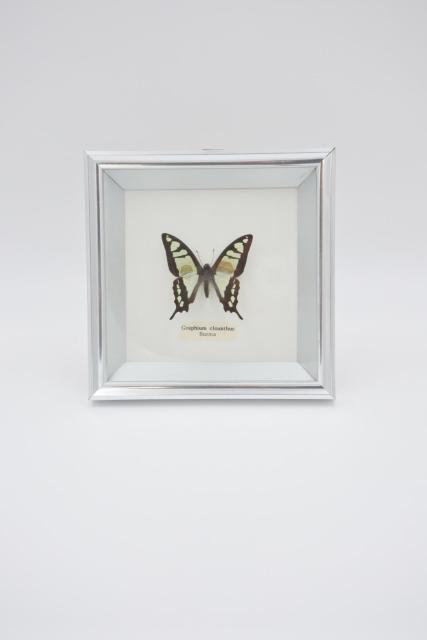 Graphium Cloanthus vlinder
