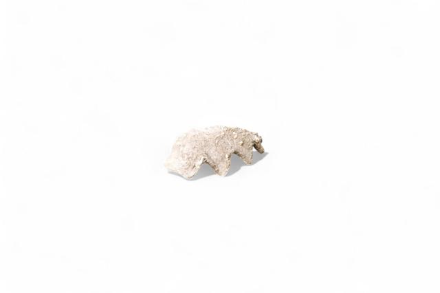 Tridacne g&eacute;ant fossilis&eacute;e