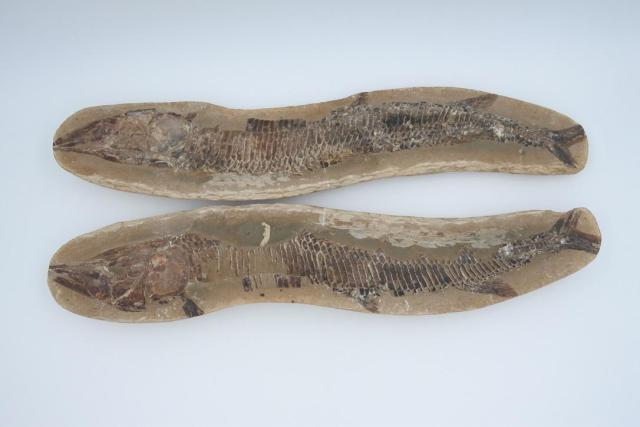 Fossile de poisson XL &ndash; Vinctifer comptoni